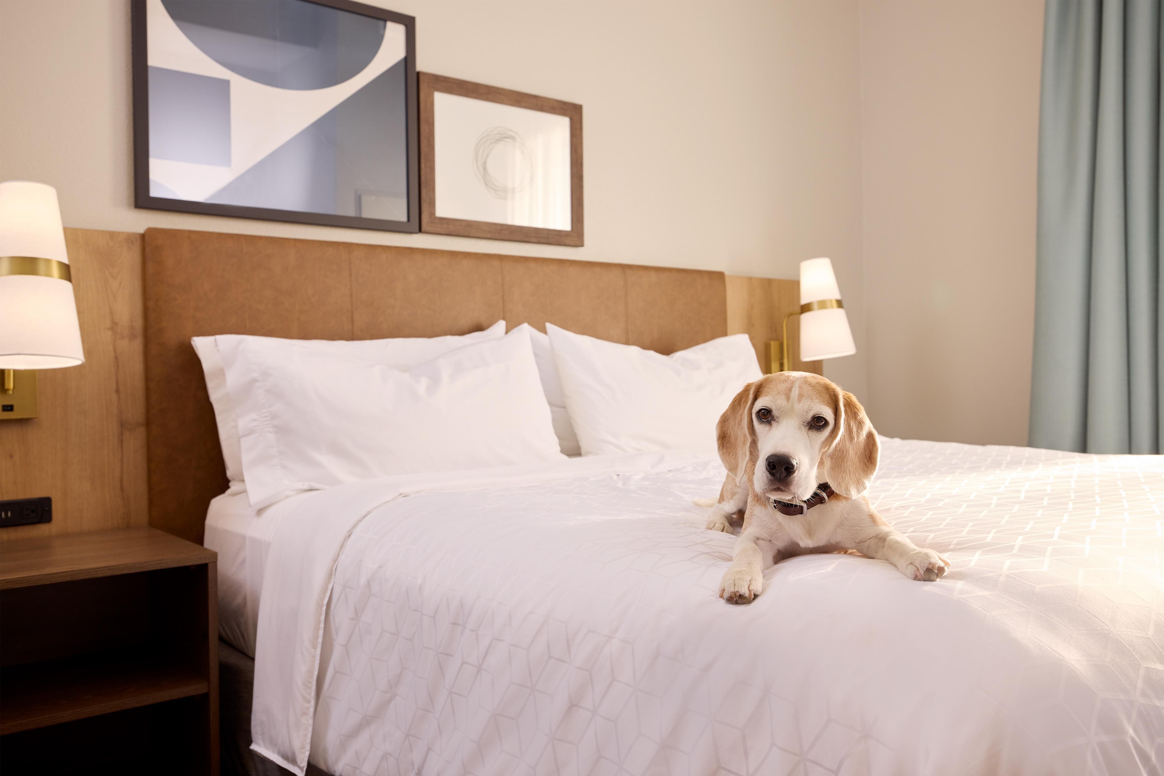 Staybridge Suites Allen is a pet-friendly destination for those who want to bring their furry friends along. Please inquire about our daily pet rate. 
