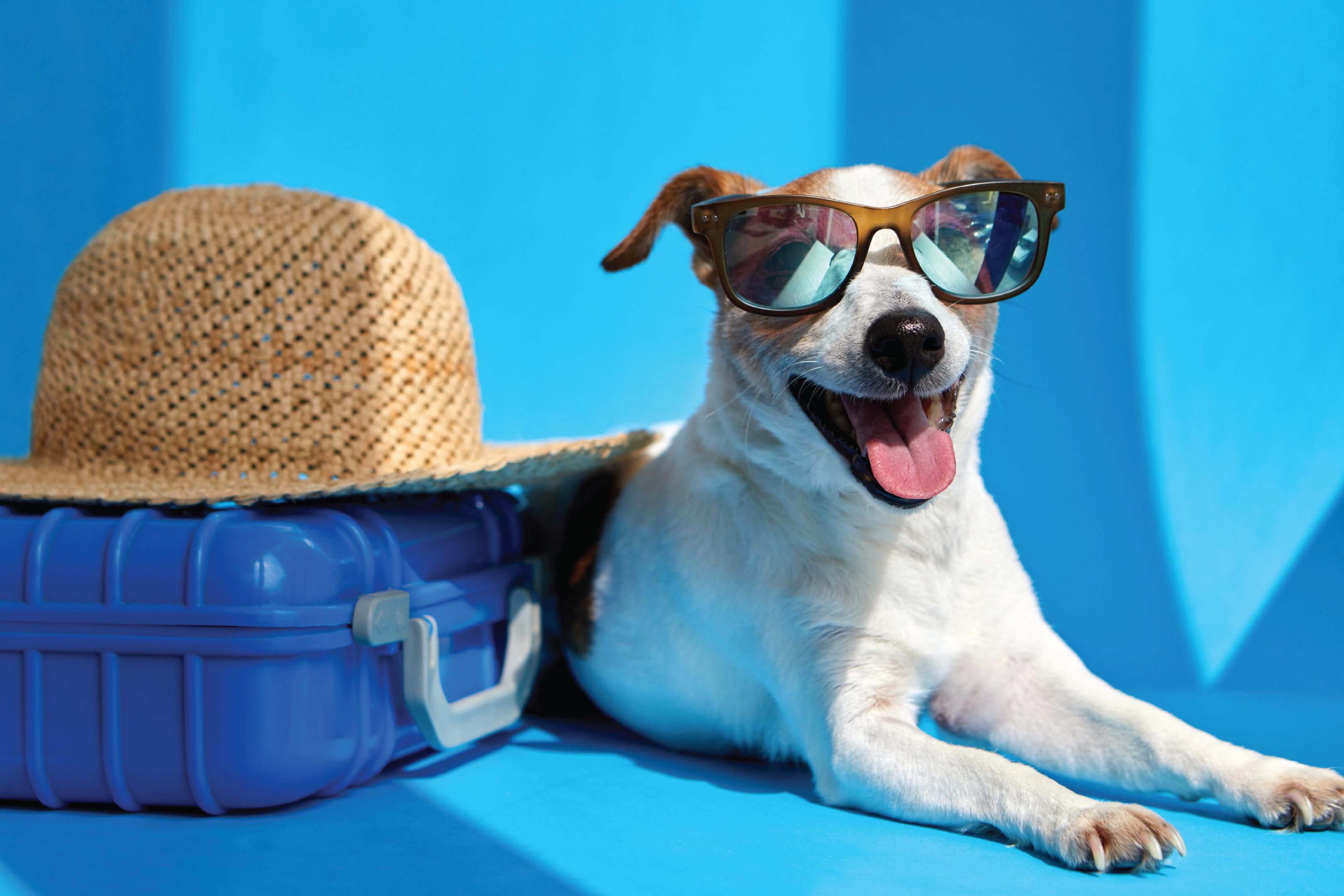 我们欢迎所有四足客人在入住期间使用特殊的宠物设施设施，享受美好的放松时光。