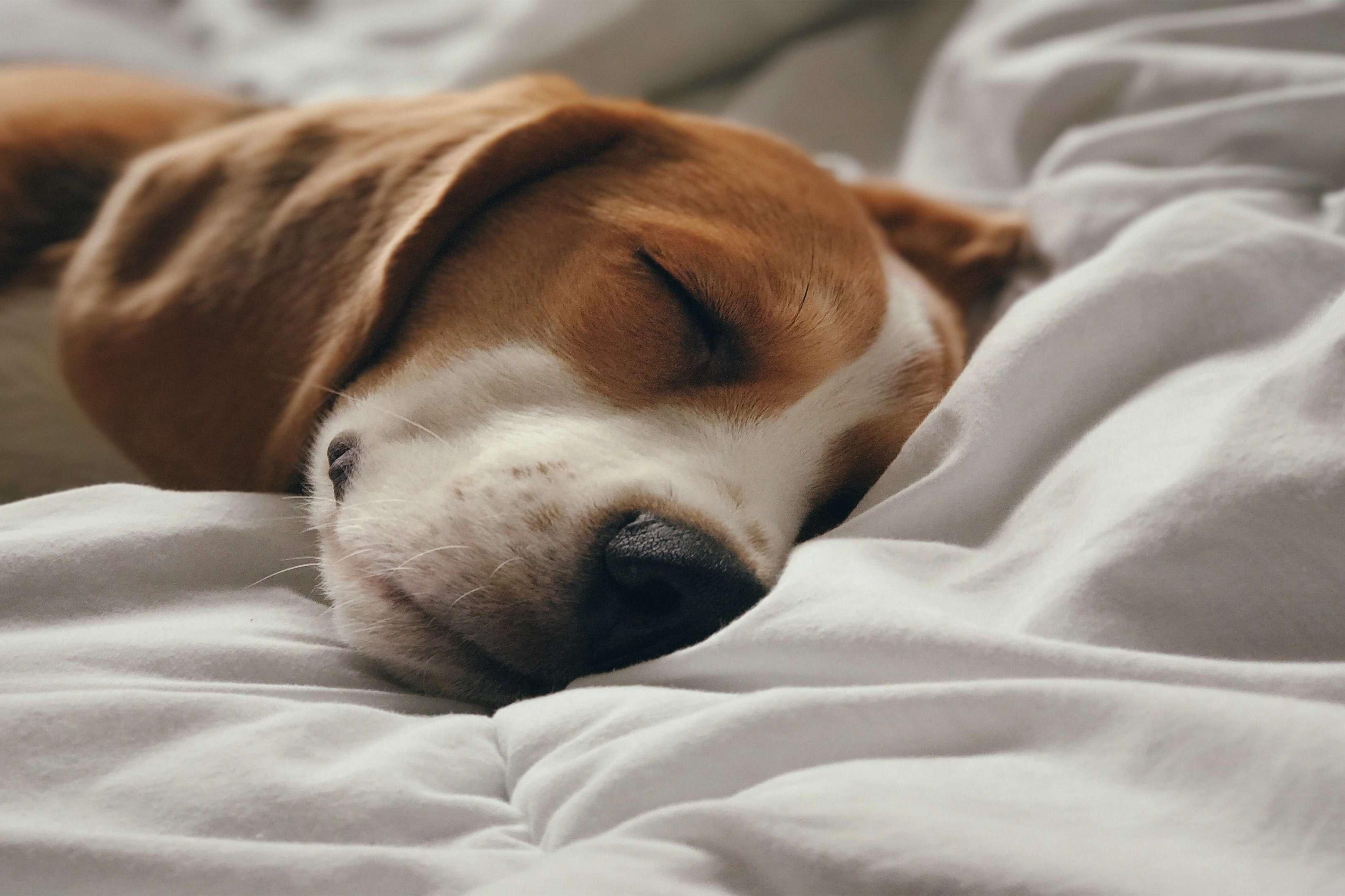 Bring your four-legged family members to our pet-friendly Dallas hotel. We welcome up to two pets per room, with a $75 fee for stays between one to six nights and $150 for stays of seven nights or more. With a designated pet walking area and convenient puppy stations, we ensure your furry friends have a tail-wagging good time. 