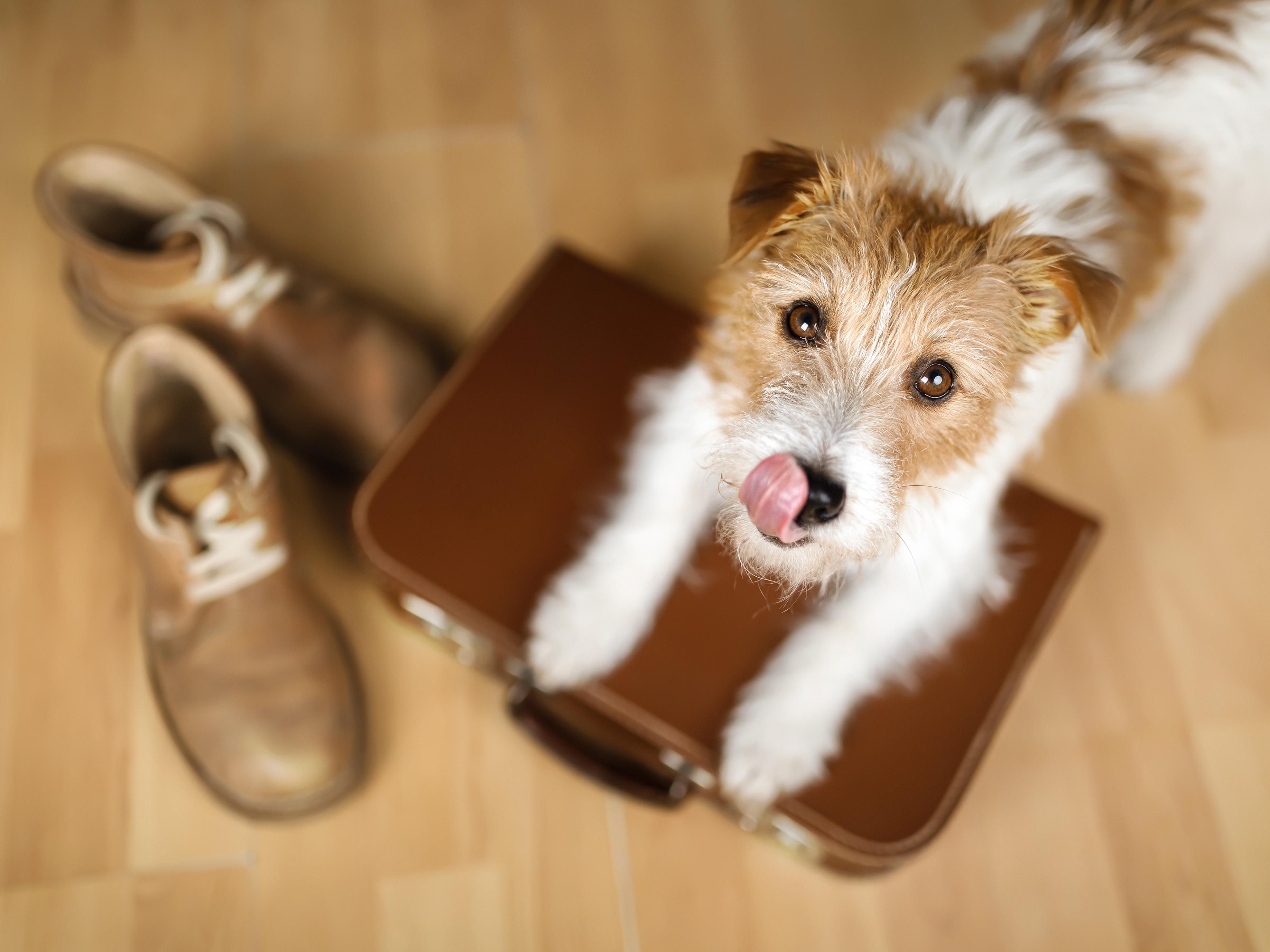 Explore NYC with your canine companion by your side! Our pet-friendly hotel welcomes your four-legged friend with open arms. With nearby parks and pet-friendly cafés, there's plenty to discover together. A $75 pet deposit fee applies per stay. Let us know in advance, and we'll reserve a pet-friendly room for you.