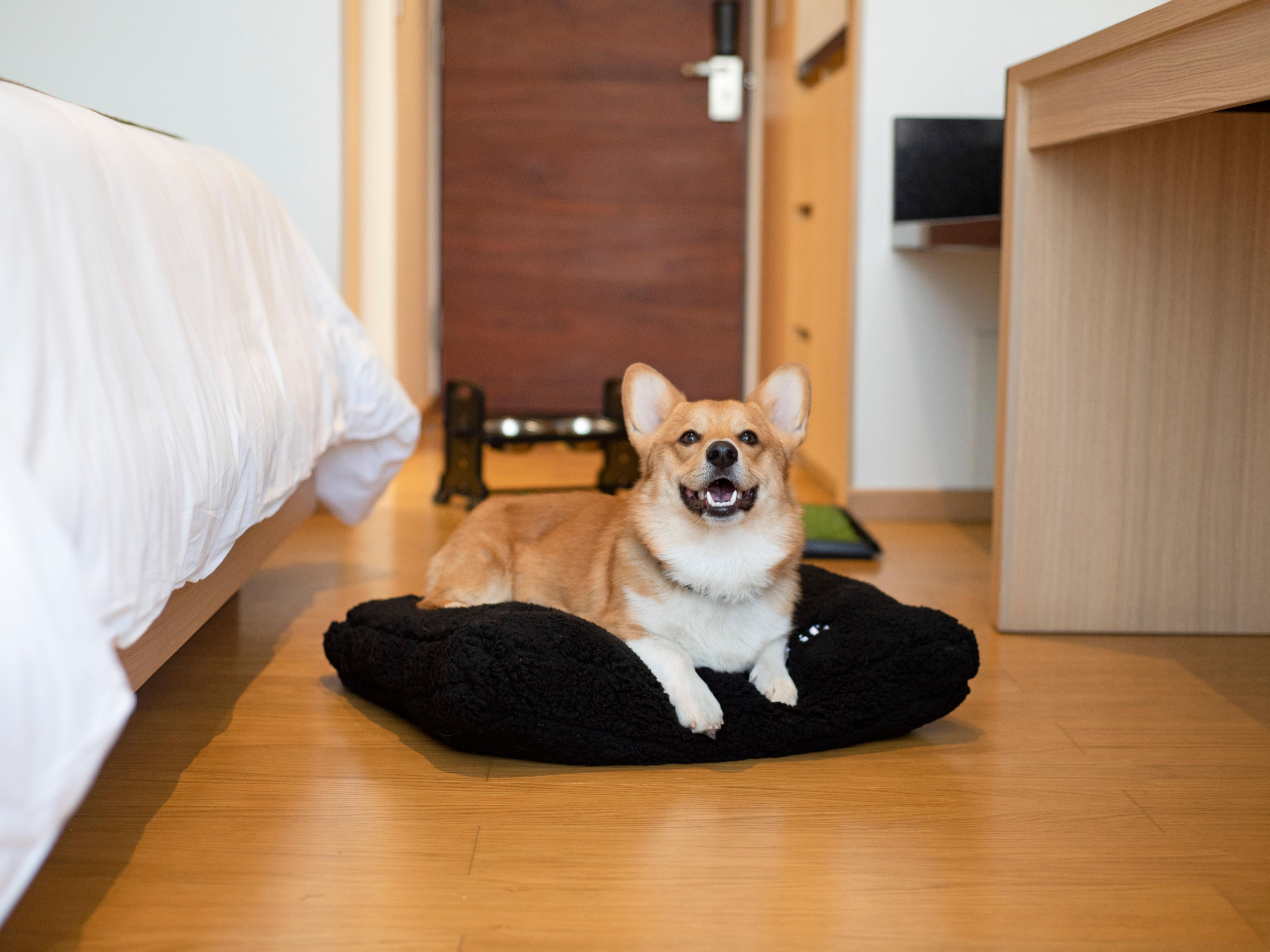 Your four-legged family members are welcome at our Guadalajara hotel with a limit of one pet per room. We provide dog beds and water bowls to make your stay and theirs convenient and comfortable. So, bring your furry friend along for a tail-wagging good time in Guadalajara!
