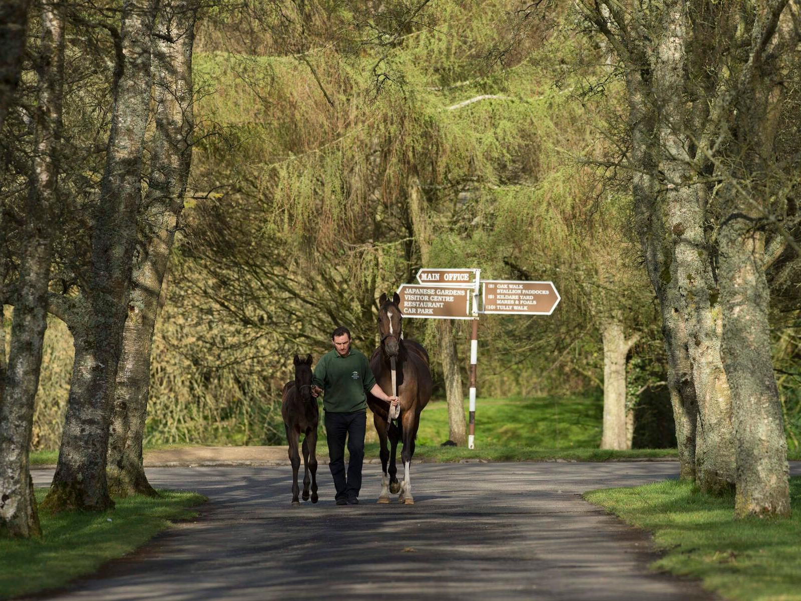 One of the best ways to explore this beautiful county is by taking a cycle, walk or hike. You can hop on a bike at the door and cycle our local paths and country lanes and walk our local trails and country roads around the pretty village of Kill, Palmerstown Estate and nearby canal paths.