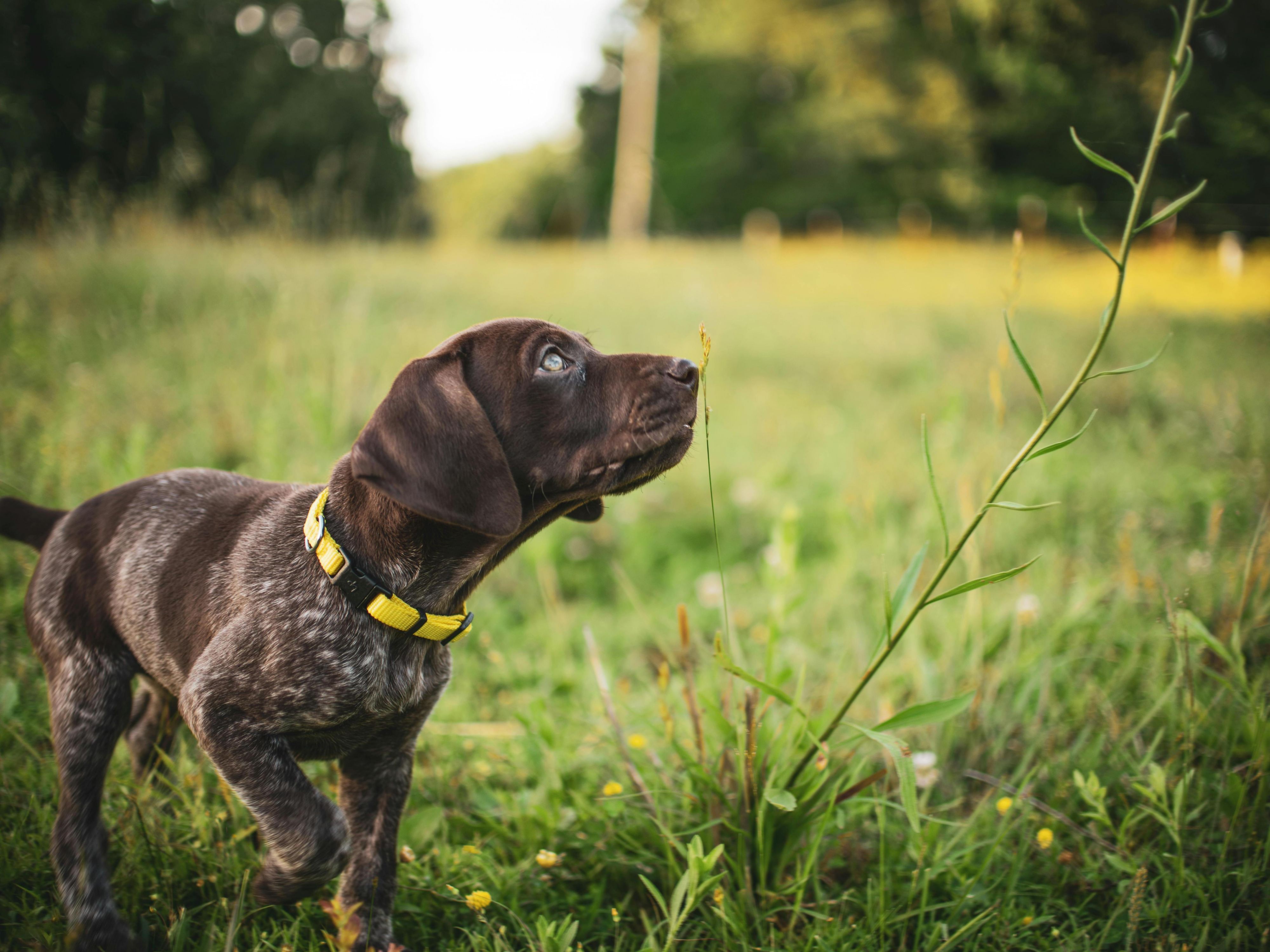 We are now proudly dog friendly. Bring your furry family member along with you.