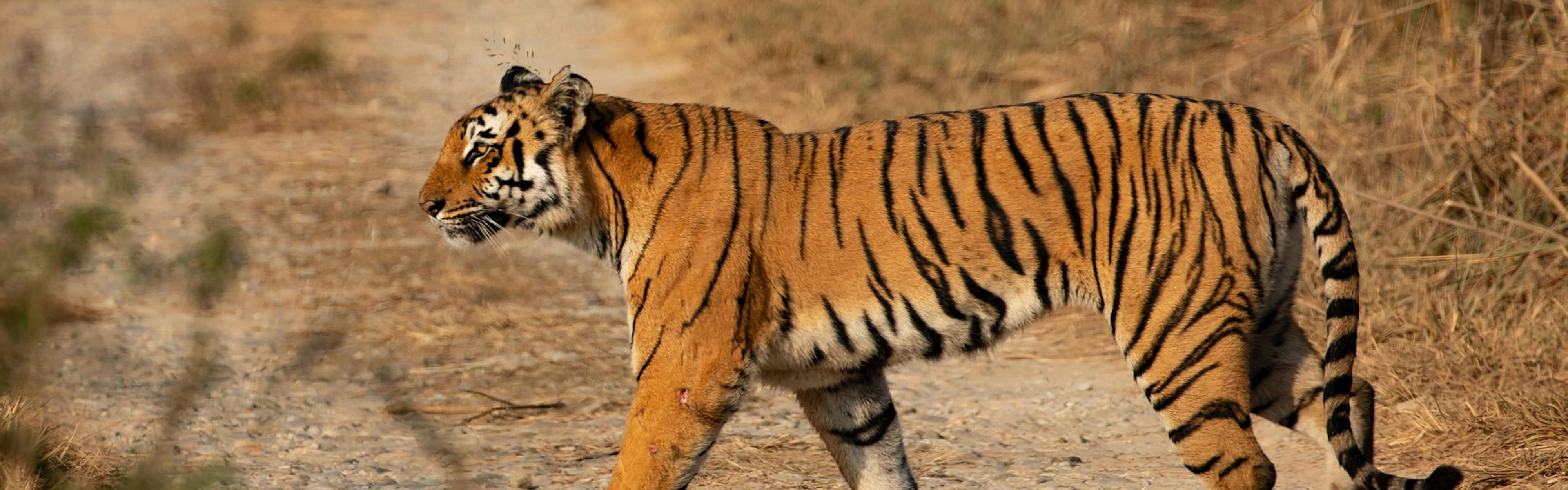 Embark on a jungle safari in Corbett